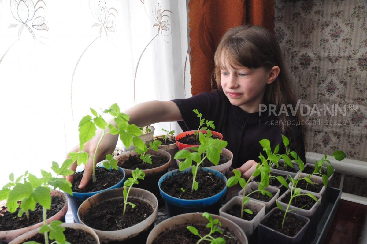 Садовод Рассадина рассказала, как обустроить огород на подоконнике